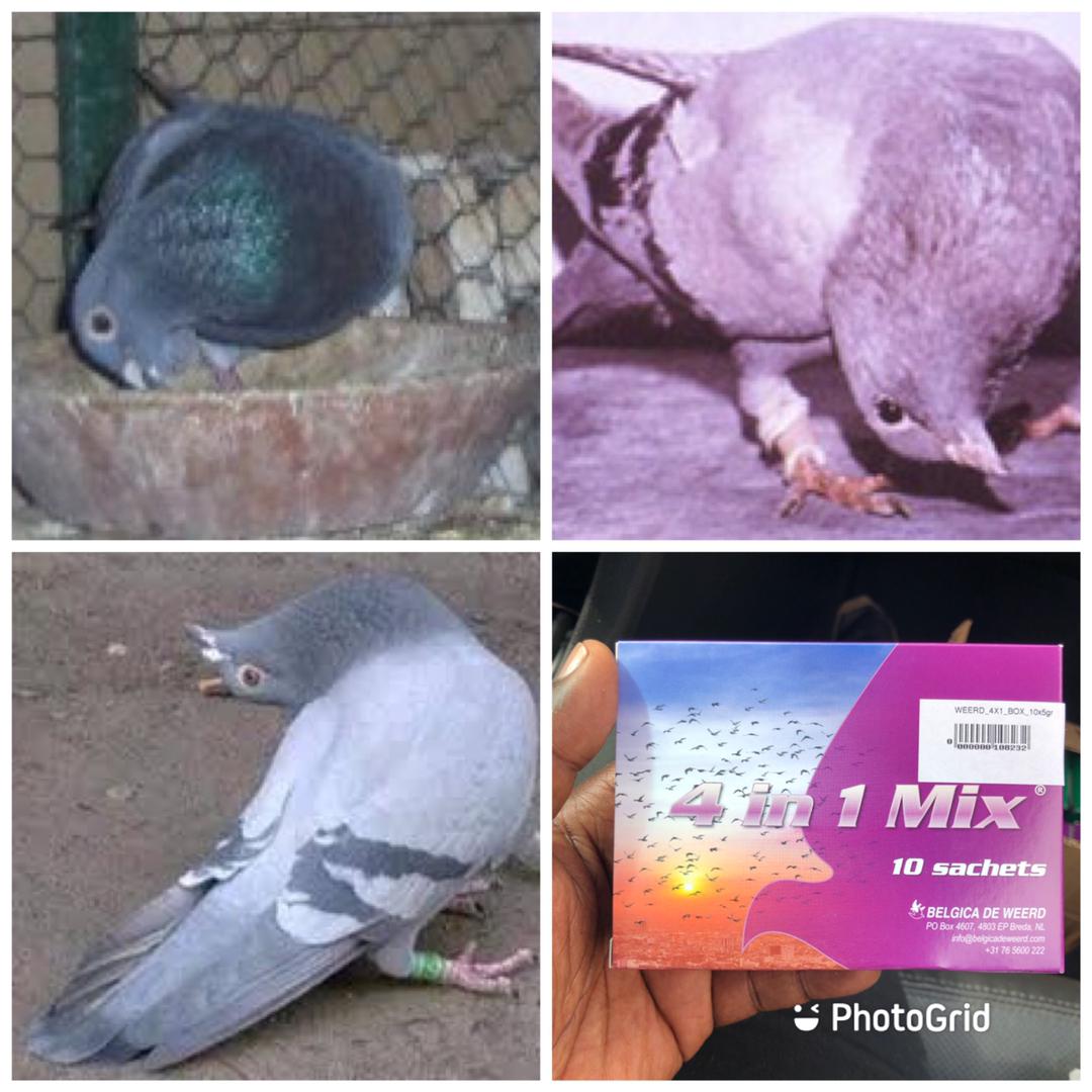 Peste Pigeon