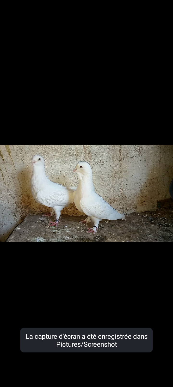 Pigeon frisé syrien senegal
