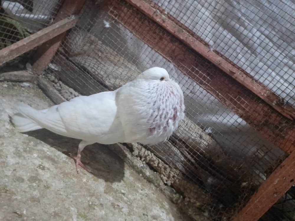 Male gaditano pigeon