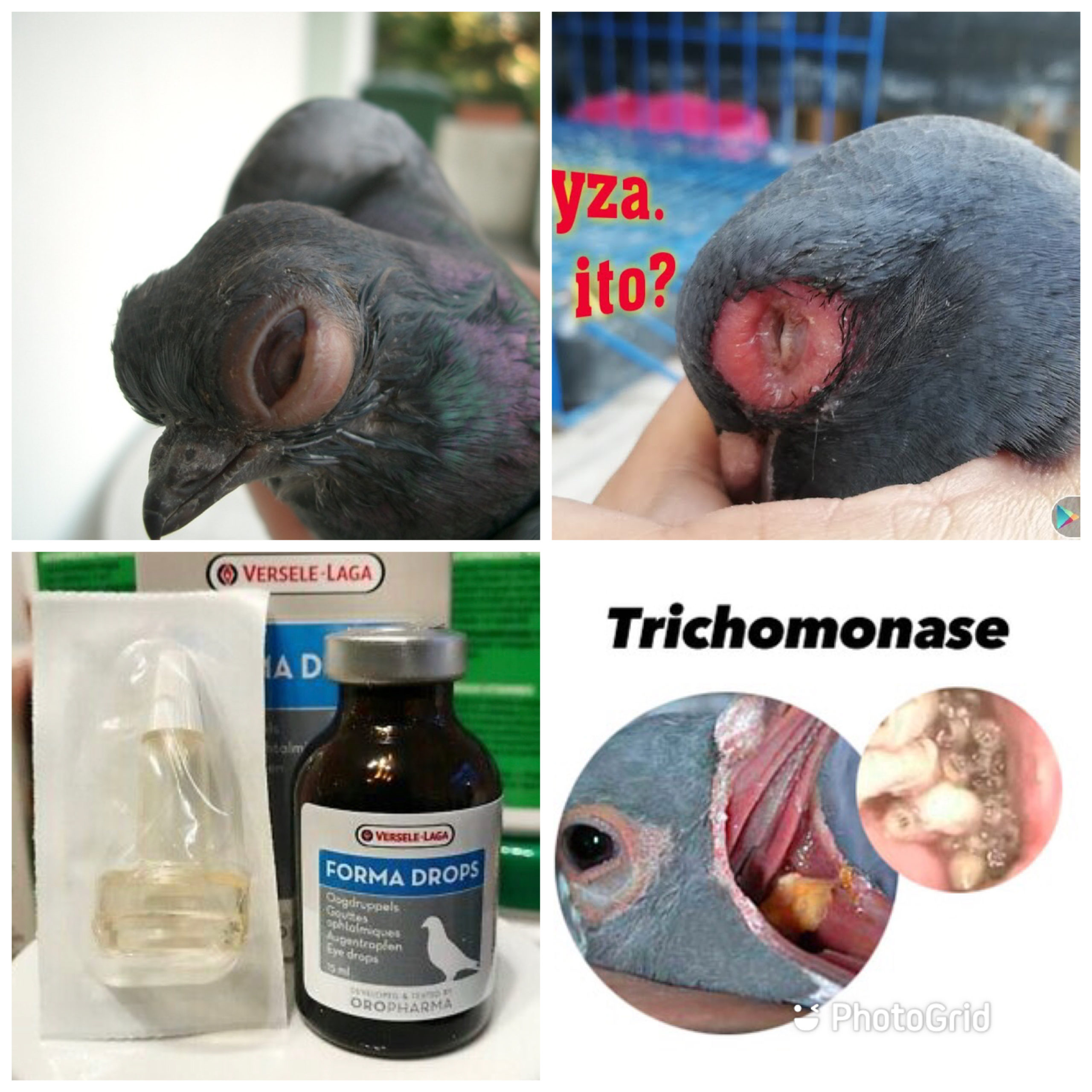 Prevention et Traitement Coryza Trichomonose Pigeon